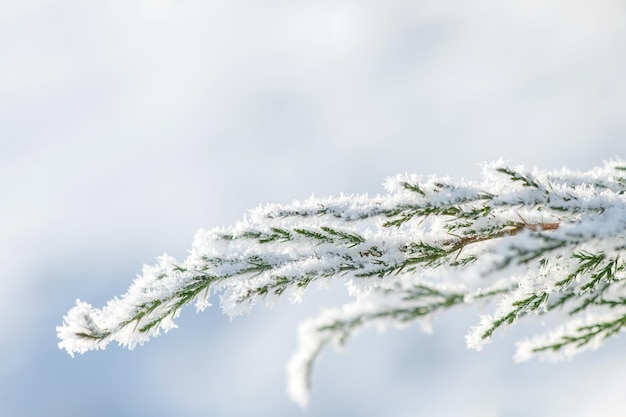 Frostige Kiefernzweige. Sonnige, schneebedeckte, schneebedeckte Frostszene im Freien. Schöner verschneiter Wintertag