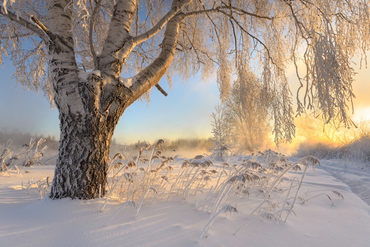 Foto frostige morgendämmerung