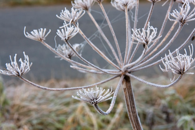 Frostige Natur