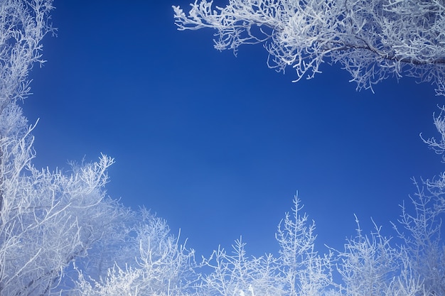 Frostige Zweige der Winterbäume gegen den blauen Himmel. Zweige bilden einen Fotorahmen