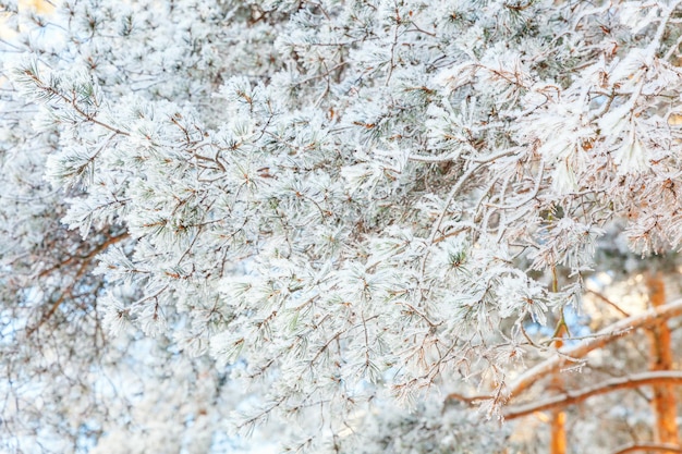 Frostiger Ast im verschneiten Wald kaltes Wetter am sonnigen Morgen