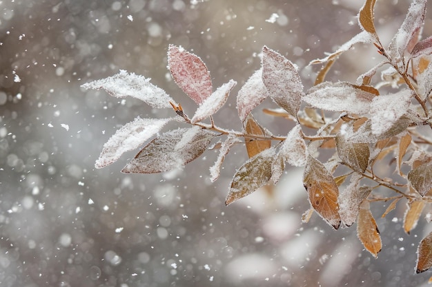 Frostiger Flourish-Schneesturm