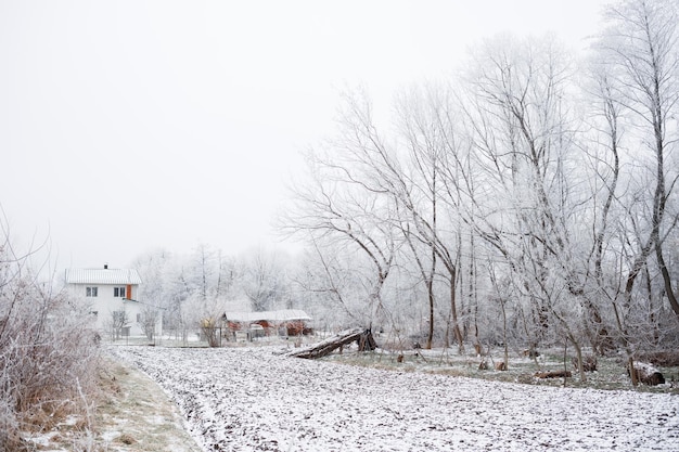 Frostiger Morgen in der Ukraine Es gibt viel Gras mit Schnee herum