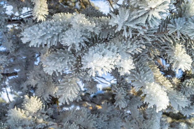 Frostiger Tannenbaum mit glänzendem Eisfrost im schneebedeckten Waldpark-Weihnachtsbaum bedeckt mit Raureif und in SN