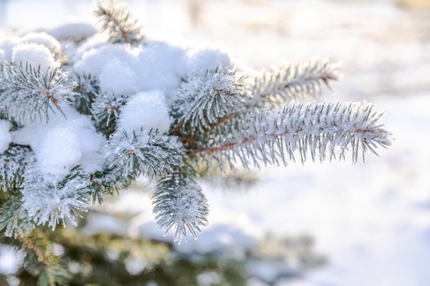 Frostiger Tannenbaum mit glänzendem Eisfrost im schneebedeckten Waldpark-Weihnachtsbaum bedeckt mit Raureif und in SN
