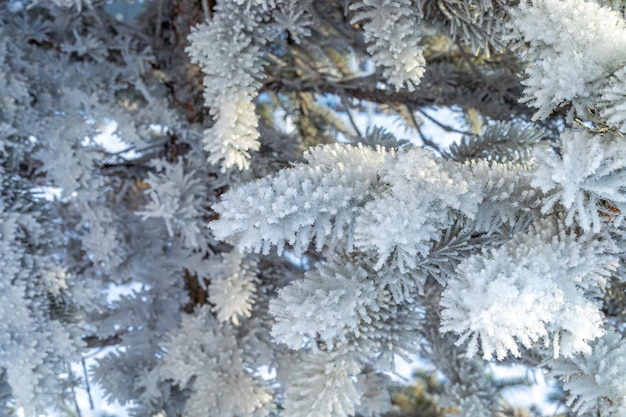 Frostiger Tannenbaum mit glänzendem Eisfrost im schneebedeckten Waldpark-Weihnachtsbaum bedeckt mit Raureif und in SN