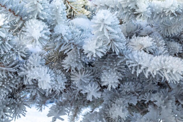 Frostiger Tannenbaum mit glänzendem Eisfrost im schneebedeckten Waldpark-Weihnachtsbaum bedeckt mit Raureif und in SN