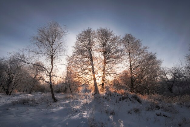 Frostiger Winterabend im Wald, Bäume im Schnee und Raureif