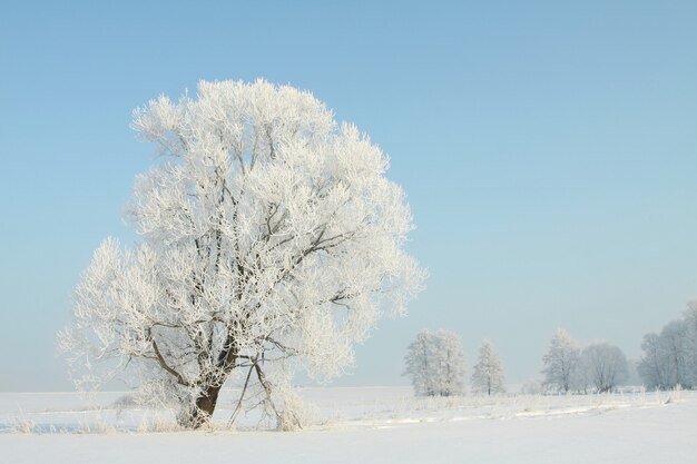 Frostiger Winterbaum auf dem Feld an einem wolkenlosen Morgen