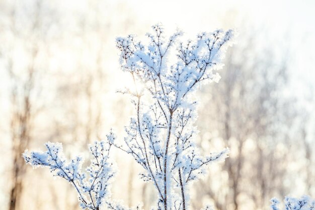 Frostiges Gras bei kaltem Wetter im verschneiten Wald am sonnigen Morgen