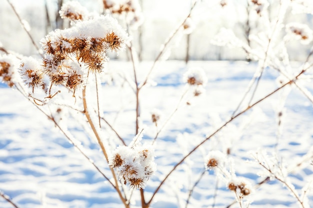 Frostiges Klettengras bei kaltem Wetter im verschneiten Wald am sonnigen Morgen