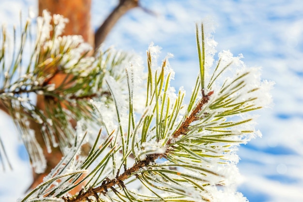 Frosty Pine Tree Branch im verschneiten Wald kaltes Wetter sonniger Morgen Ruhige Winternatur im Sonnenlicht Inspirierender natürlicher Wintergarten oder Park Friedlicher kühler Ökologie-Naturlandschaftshintergrund