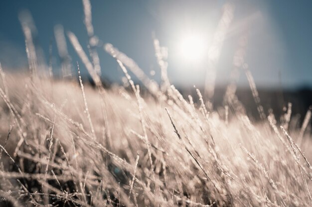 Frosty winter morning macro Concepto de fondo de clima frío Hierba congelada en los campos Paisaje congelado de invierno
