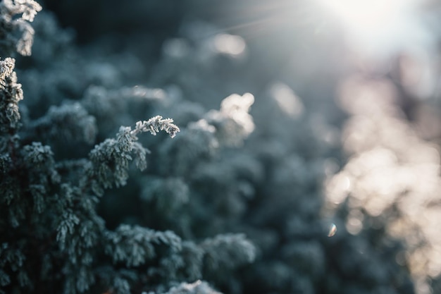 Frosty winter morning macro Concepto de fondo de clima frío Plantas congeladas en los campos con espacio de copia Paisaje congelado de invierno