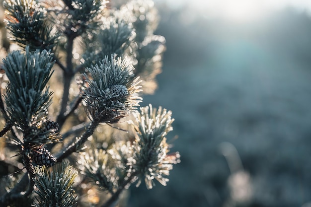Frosty Wintermorgen Makro Kaltes Wetter Hintergrundkonzept Gefrorene Pflanzen auf den Feldern mit Kopierbereich Gefrorene Winterlandschaft