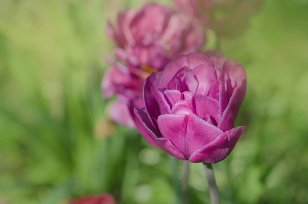 Frottee voller violetter lila Pfingstrosenblüte lila gefüllte Tulpenblüte