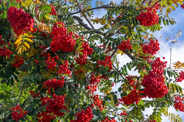 Frucht der Eberesche oder Moutain Ash Tree