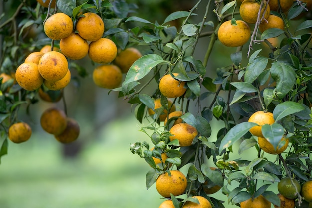 Frucht der gelben Mandarine auf dem Baum.