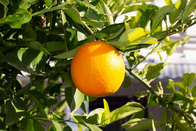 Frucht des Orangenbaums, der in Mittelmeer reif hängt