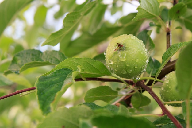 Frucht des unreifen Apfels auf dem Zweig des Baums mit Blättern Geringe Schärfentiefe