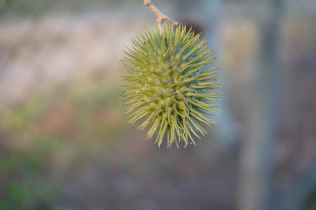 Frucht mit großen dünnen Dornen außen Rambutan