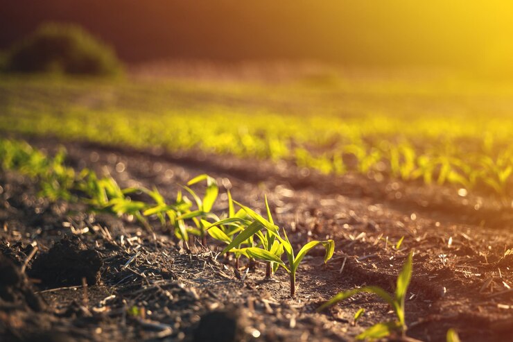 Fruchtbare landwirtschaftliche Felder für die Aussaat und den Anbau von Pflanzen