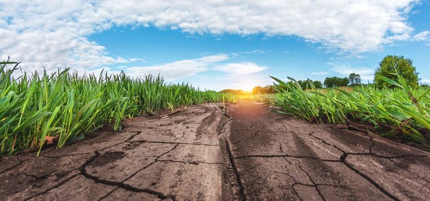 Fruchtbare landwirtschaftliche Felder für die Aussaat und den Anbau von Pflanzen