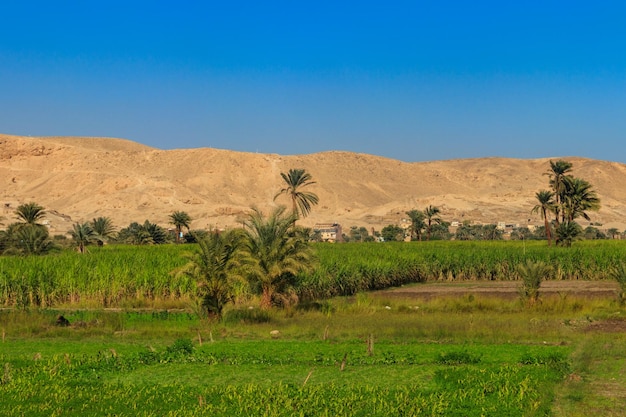 Fruchtbare Ufer des Niltals des Nils Palmen und Felder am Nilufer in Ägypten