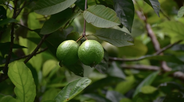 Fruchtguave auf Baumnatur