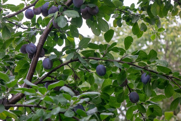 Fruchtiger ländlicher Garten mit reifen Pflaumenfrüchten auf einem grünen Zweig. Das Konzept der Ernte