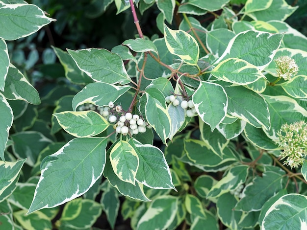 Früchte auf einem Zweig von Cornus alba closeup