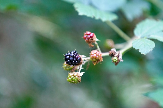 Foto früchte der brombeere