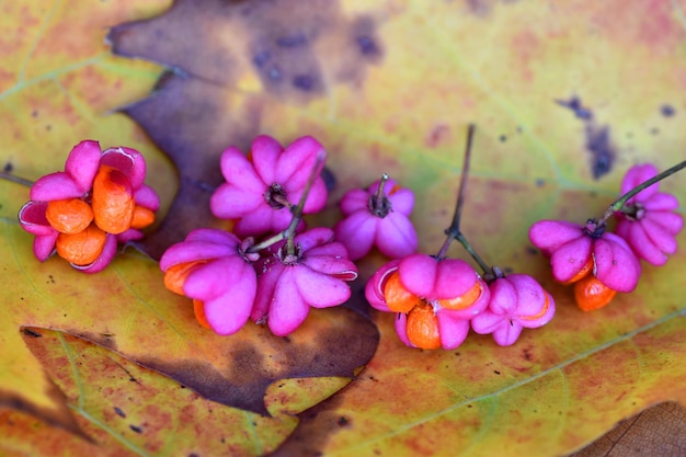 Früchte der Europäischen Spindel (Euonymus europaeus) auf einigen Blättern im Herbst