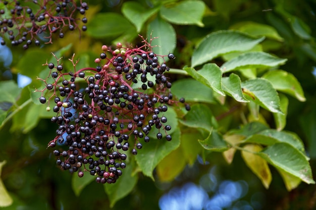 Früchte der Holunderbeeren