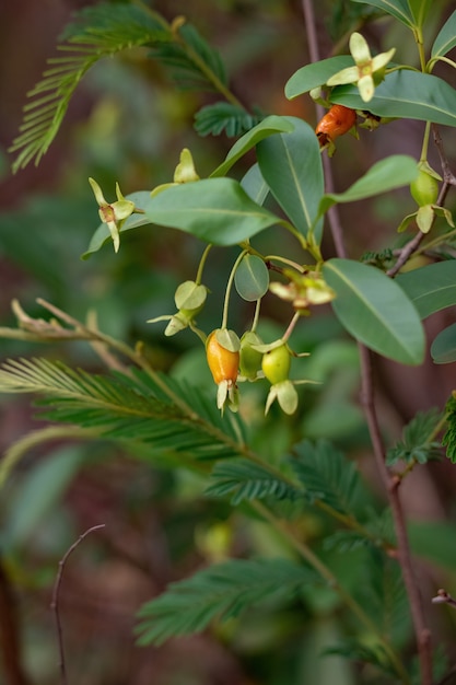 Früchte der Kirsche des Rio Grande Pflanze der Art Eugenia involucrata mit selektivem Fokus