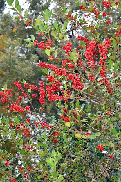 Früchte der Stechpalme Ilex aquifolium im Herbst