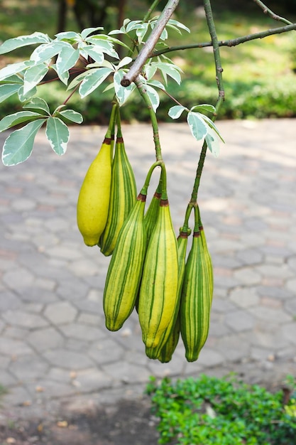 Früchte des bunten Baumwollbaums