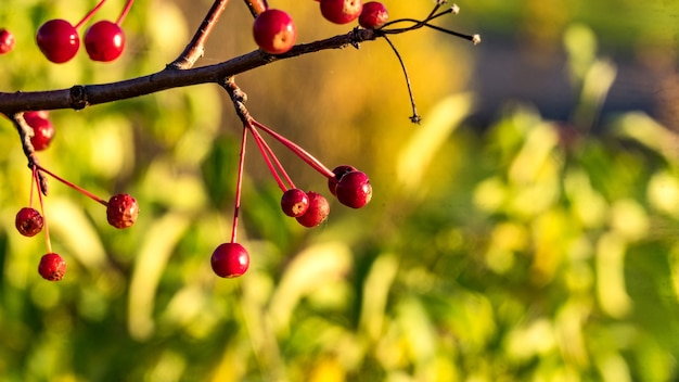 Früchte des Labbaums. Herbst in Sibirien. Tomsk