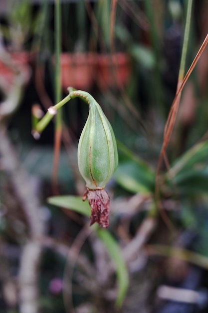 Früchte einer Dendrobium-Orchideepflanze im Garten