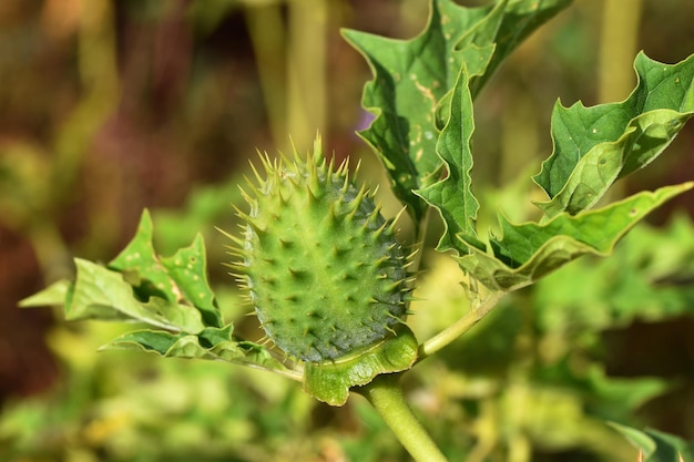 Früchte und Samen des Jimson-Unkrauts Datura stramonium, einer giftigen und halluzinogenen Pflanze