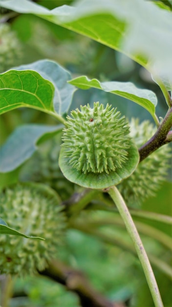 Früchte von Datura innoxia, bekannt als stacheliger, zurückgebogener Dornenapfel usw