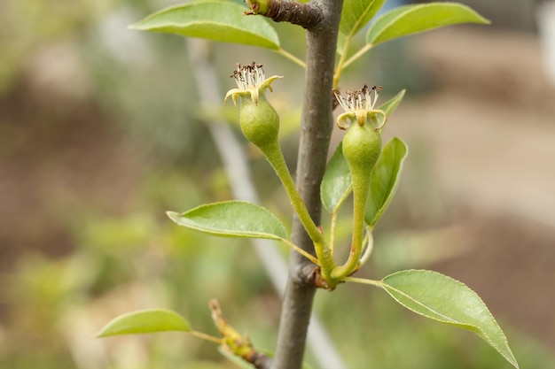 Früchte von unreifen Birnen auf dem Ast des Baumes