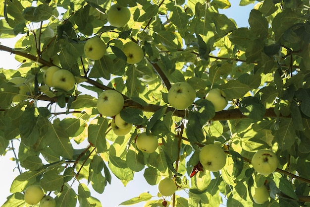 Früchte von unreifen Äpfeln auf Ast des Baumes