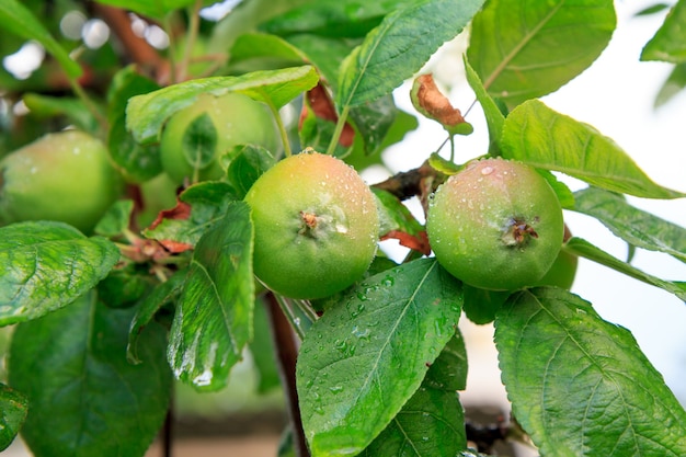 Früchte von unreifen Äpfeln auf dem Ast eines Baumes mit Blättern, die von Pilzkrankheiten betroffen sind.