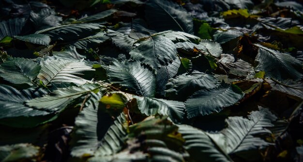 Früh gefallenes Herbstlaub in der Dämmerung. Dichter Teppich aus grünem Laub, Nahaufnahme. Abstrakter dunkelgrüner Pflanzenhintergrund.