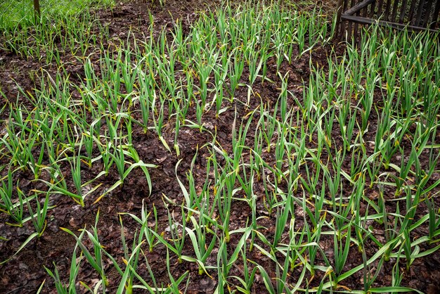 Frühe Knoblauchpflanzen auf einem Boden im Frühjahr Nahaufnahme einer biologisch angebauten Knoblauchplantage im Gemüsegarten Kleine Bäumchen von Knoblauch Knoblauchpflanzen auf einem Boden