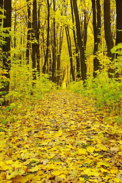 Frühe Morgensonne im Herbstwald