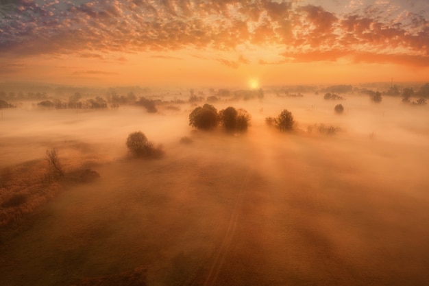 Frühe neblige Morgendämmerung im Herbst in Gelbtönen auf einer Wiese mit Bäumen Nebel wirbelt über die Wiese ein aut...