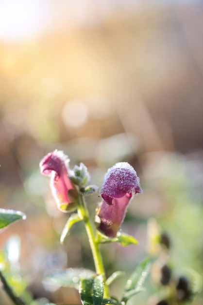 Früher Frost auf einer roten Blume