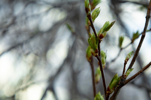 Frühjahr geschwollene Knospen auf einem Baum Blätter blühen aus dem Bu